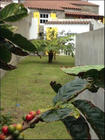 הוילה Faial da Terra Casa Auri מראה חיצוני תמונה